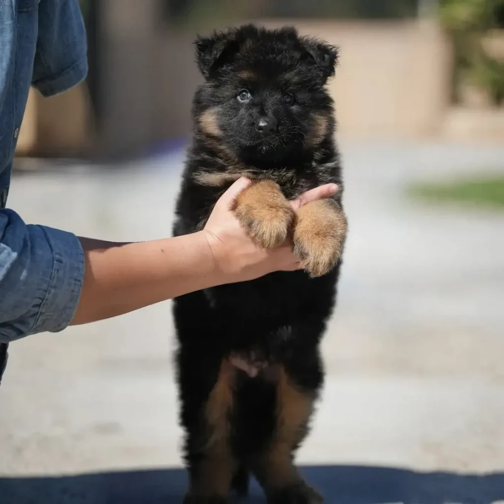 Sully Bear RTK9 Team ( Male ) Black and Red Long Coat German Shepherd Puppy coat detail photo 03 by Royal Tribes K9