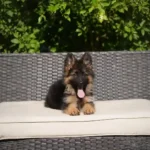 Hermina RTK9 Team ( Female ) Black and Red Long Coat German Shepherd Puppy coat detail photo 03 by Royal Tribes K9