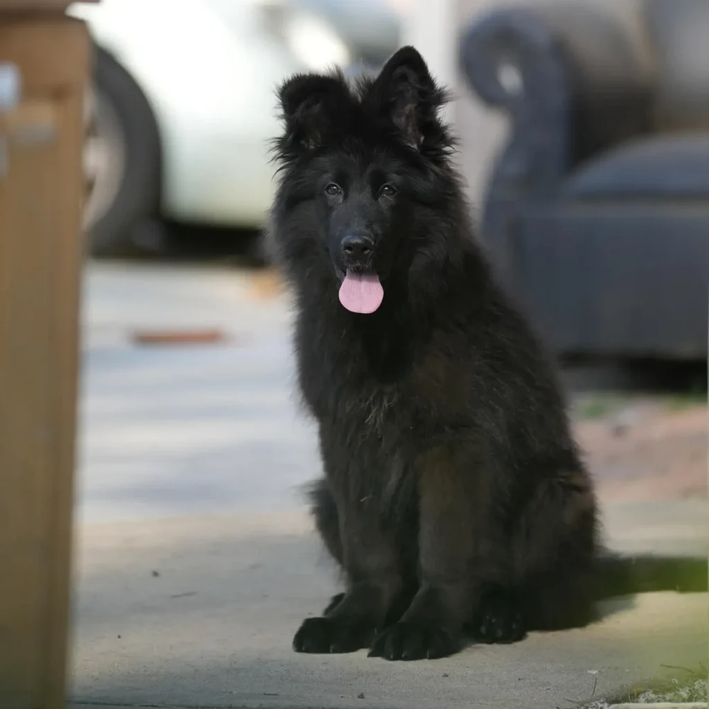 Foogy RTK9 Team ( Male ) Full Black Long Coat German Shepherd Puppy coat detail photo 03 by Royal Tribes K9