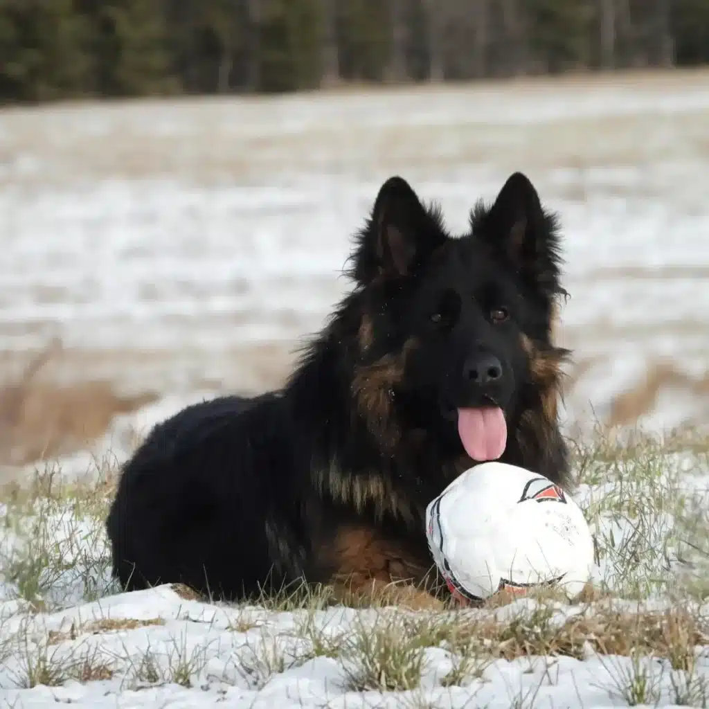 Kenzo German Shepherd sire profile photo 01 for Royal Tribes K9 pedigree content