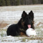 Kenzo German Shepherd sire profile photo 01 for Royal Tribes K9 pedigree content