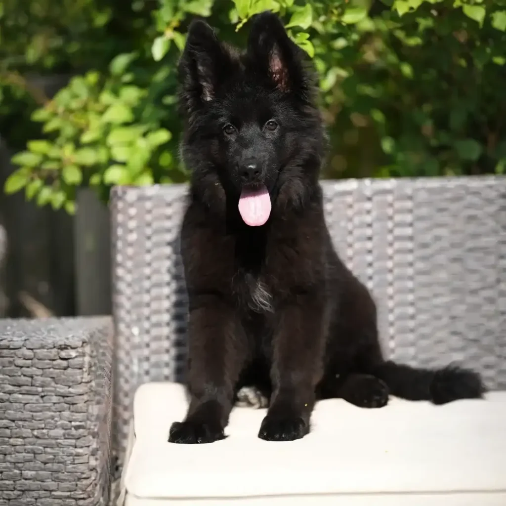 Goodie RTK9 Team ( Female ) Full Black Long Coat German Shepherd Puppy gallery image 02 by Royal Tribes K9