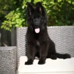 Goodie RTK9 Team ( Female ) Full Black Long Coat German Shepherd Puppy gallery image 02 by Royal Tribes K9