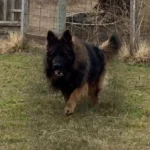 V-Rocky German Shepherd sire standing portrait 04 for Royal Tribes K9 pedigree content