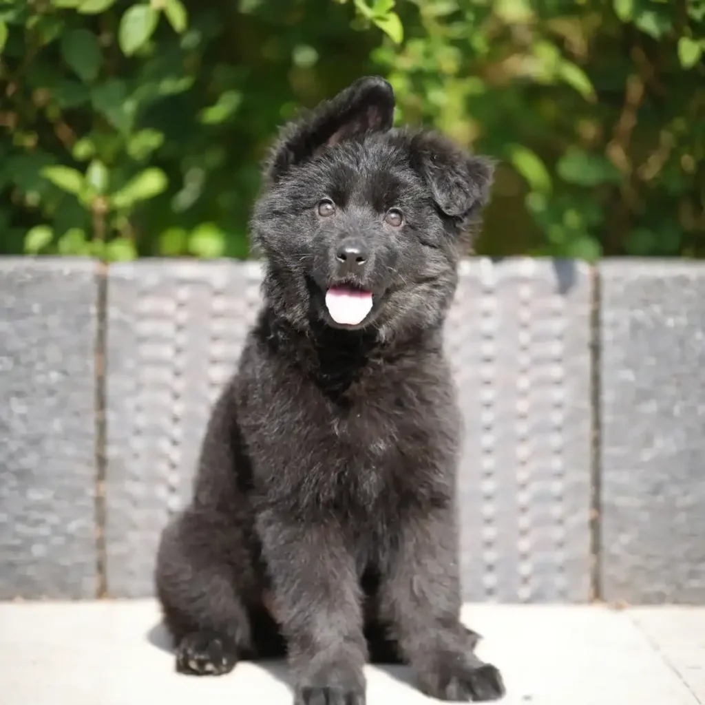Helga RTK9 Team ( Female ) Full Black Long Coat German Shepherd Puppy gallery image 02 by Royal Tribes K9