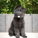 Helga RTK9 Team ( Female ) Full Black Long Coat German Shepherd Puppy gallery image 02 by Royal Tribes K9