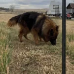V-Rocky German Shepherd sire coat detail photo 03 for Royal Tribes K9 pedigree content