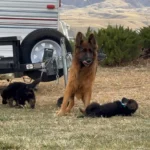 Blue Wolf Liebe German Shepherd dam gallery image 02 for Royal Tribes K9 pedigree content