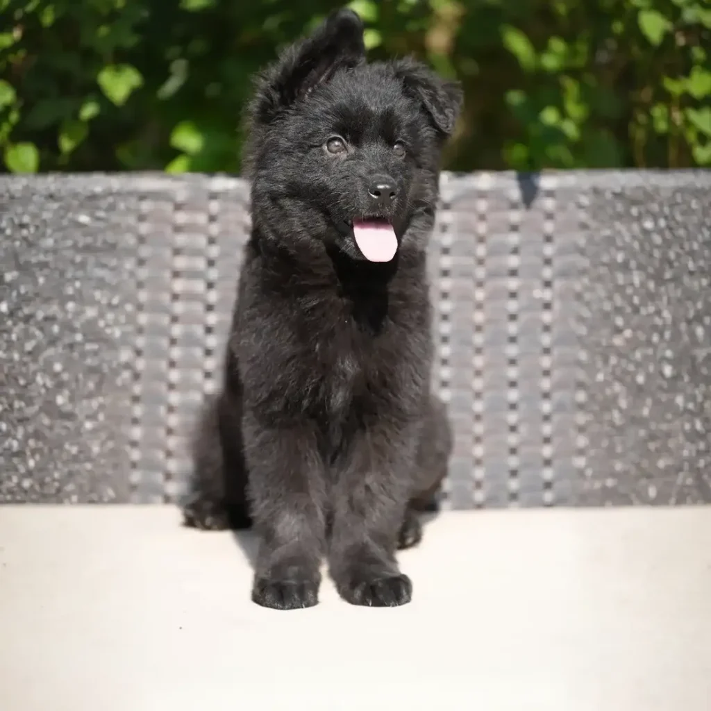 Helga RTK9 Team ( Female ) Full Black Long Coat German Shepherd Puppy standing portrait 04 by Royal Tribes K9