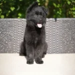 Helga RTK9 Team ( Female ) Full Black Long Coat German Shepherd Puppy standing portrait 04 by Royal Tribes K9