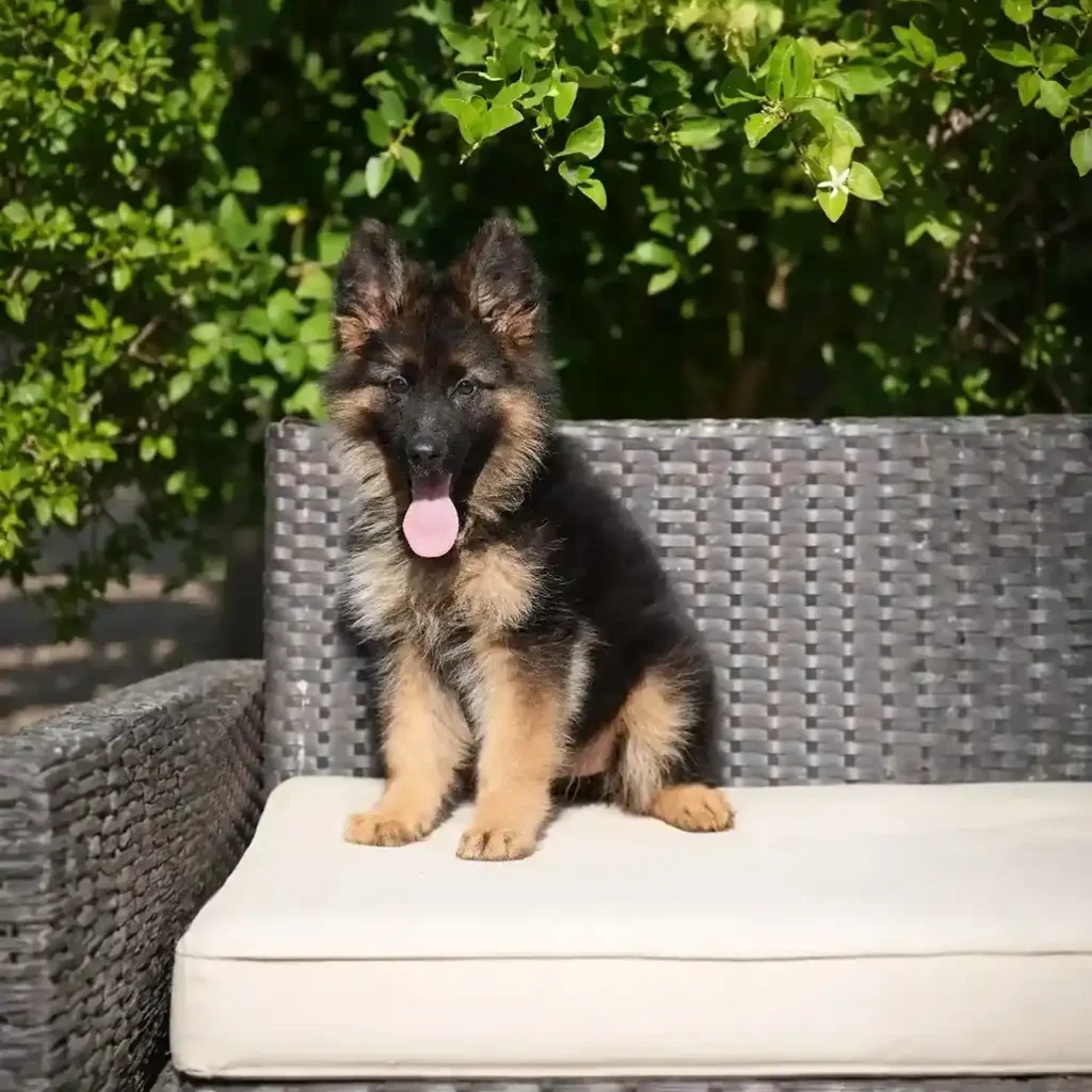 Hermina RTK9 Team ( Female ) Black and Red Long Coat German Shepherd Puppy gallery image 02 by Royal Tribes K9