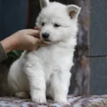 Sirius ( Male ) Full White Long Coat German Shepherd Puppy gallery image 02 by Royal Tribes K9