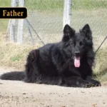 Pesto Sonar German Shepherd sire coat detail photo 03 for Royal Tribes K9 pedigree content