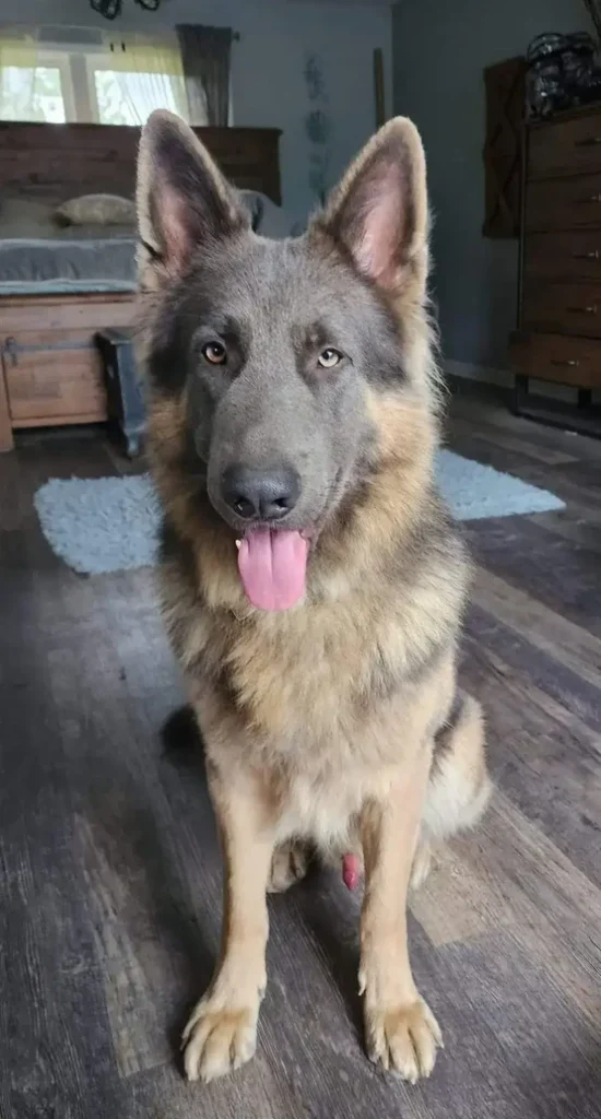 Tilly German Shepherd dam profile photo 01 for Royal Tribes K9 pedigree content