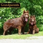 Bryza German Shepherd dam gallery image 02 for Royal Tribes K9 pedigree content