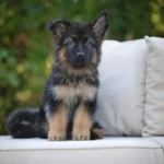 Icarus RTK9 Team ( Male) Black and Red Long Coat German Shepherd Puppy gallery image 02 by Royal Tribes K9