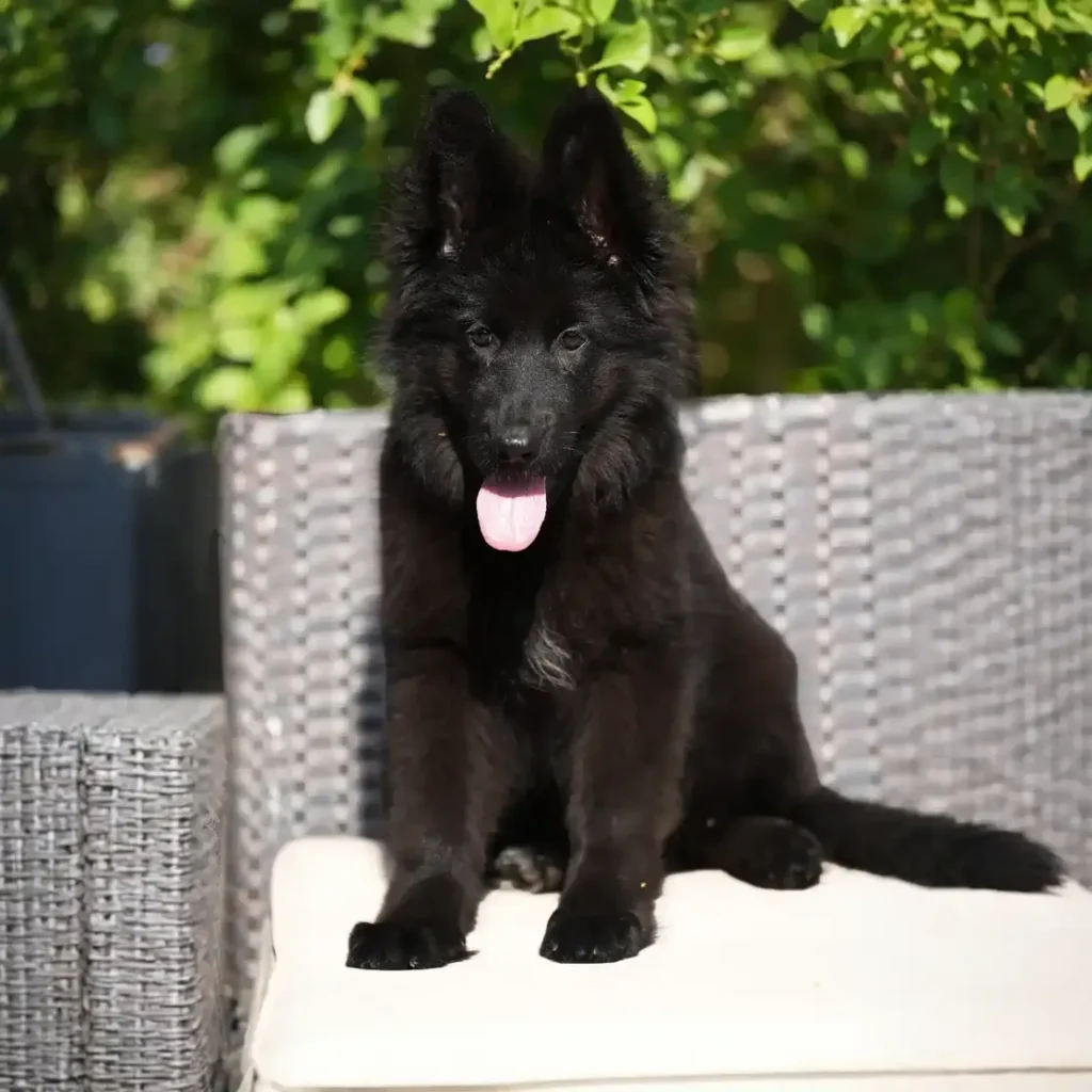 Goodie RTK9 Team ( Female ) Full Black Long Coat German Shepherd Puppy coat detail photo 03 by Royal Tribes K9
