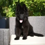 Goodie RTK9 Team ( Female ) Full Black Long Coat German Shepherd Puppy coat detail photo 03 by Royal Tribes K9