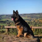 Jawa German Shepherd dam profile photo 01 for Royal Tribes K9 pedigree content