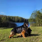 Jawa German Shepherd dam coat detail photo 03 for Royal Tribes K9 pedigree content