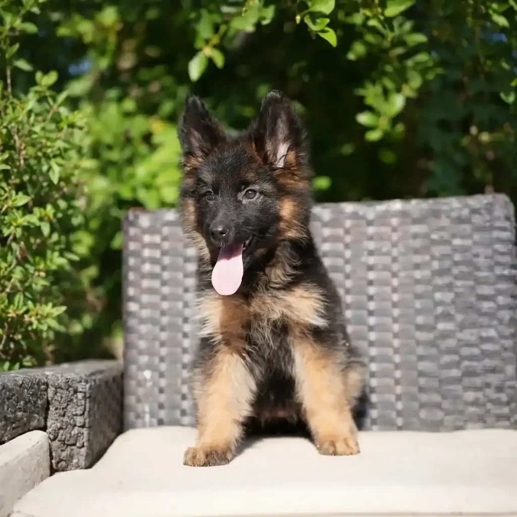 Hasba RTK9 Team ( Female ) Black and Red Long Coat German Shepherd Puppy standing portrait 04 by Royal Tribes K9