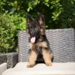Hasba RTK9 Team ( Female ) Black and Red Long Coat German Shepherd Puppy standing portrait 04 by Royal Tribes K9