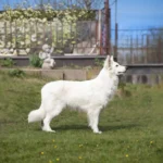 ZIRA Divine White House FCI German Shepherd dam breed profile photo 07 for Royal Tribes K9 pedigree content