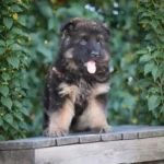 Sully Bear RTK9 Team ( Male ) Black and Red Long Coat German Shepherd Puppy gallery image 02 by Royal Tribes K9