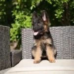 Hasba RTK9 Team ( Female ) Black and Red Long Coat German Shepherd Puppy coat detail photo 03 by Royal Tribes K9