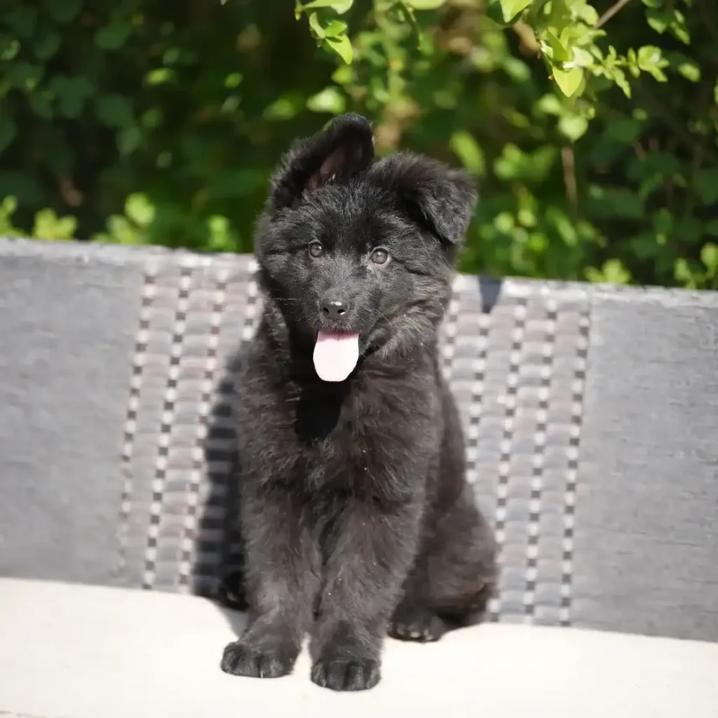 Helga RTK9 Team ( Female ) Full Black Long Coat German Shepherd Puppy profile photo 01 by Royal Tribes K9