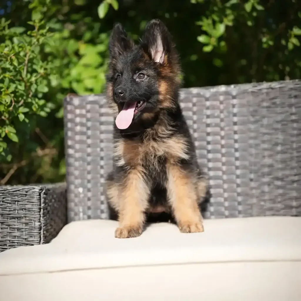 Hasba RTK9 Team ( Female ) Black and Red Long Coat German Shepherd Puppy profile photo 01 by Royal Tribes K9