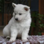 Sirius ( Male ) Full White Long Coat German Shepherd Puppy coat detail photo 03 by Royal Tribes K9