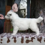 Sirius ( Male ) Full White Long Coat German Shepherd Puppy profile photo 01 by Royal Tribes K9