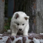 Sirius ( Male ) Full White Long Coat German Shepherd Puppy standing portrait 04 by Royal Tribes K9