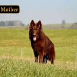 Bryza German Shepherd dam coat detail photo 03 for Royal Tribes K9 pedigree content