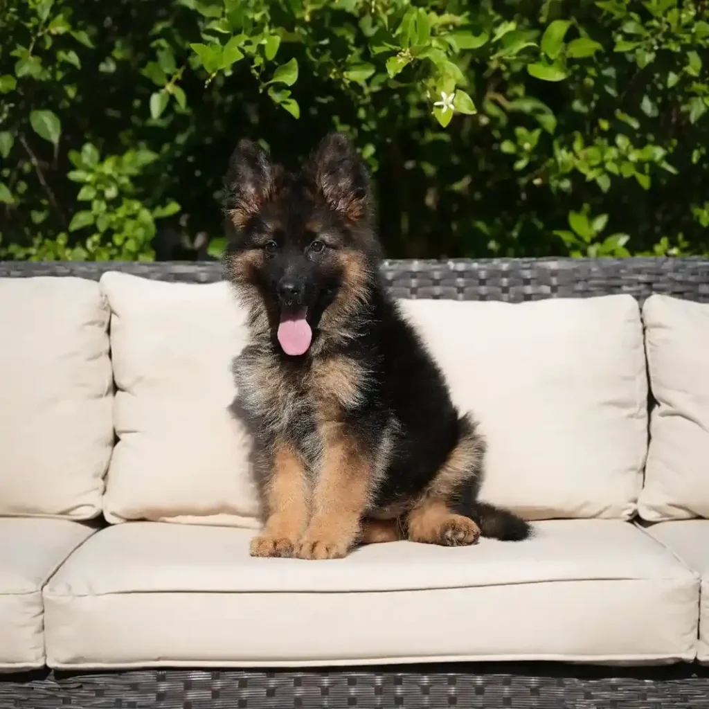 Hermina RTK9 Team ( Female ) Black and Red Long Coat German Shepherd Puppy profile photo 01 by Royal Tribes K9