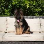 Hermina RTK9 Team ( Female ) Black and Red Long Coat German Shepherd Puppy profile photo 01 by Royal Tribes K9