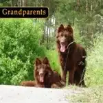 Pesto Sonar German Shepherd sire profile photo 01 for Royal Tribes K9 pedigree content