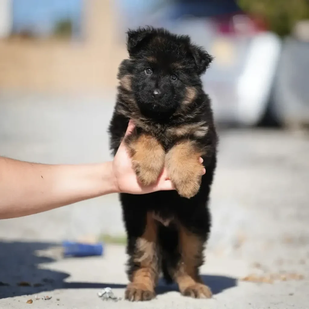 Sully Bear RTK9 Team ( Male ) Black and Red Long Coat German Shepherd Puppy standing portrait 04 by Royal Tribes K9