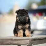 Sully Bear RTK9 Team ( Male ) Black and Red Long Coat German Shepherd Puppy profile photo 01 by Royal Tribes K9