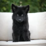Ignazio RTK9 Team ( Male) Full Black Long Coat German Shepherd Puppy gallery image 02 by Royal Tribes K9