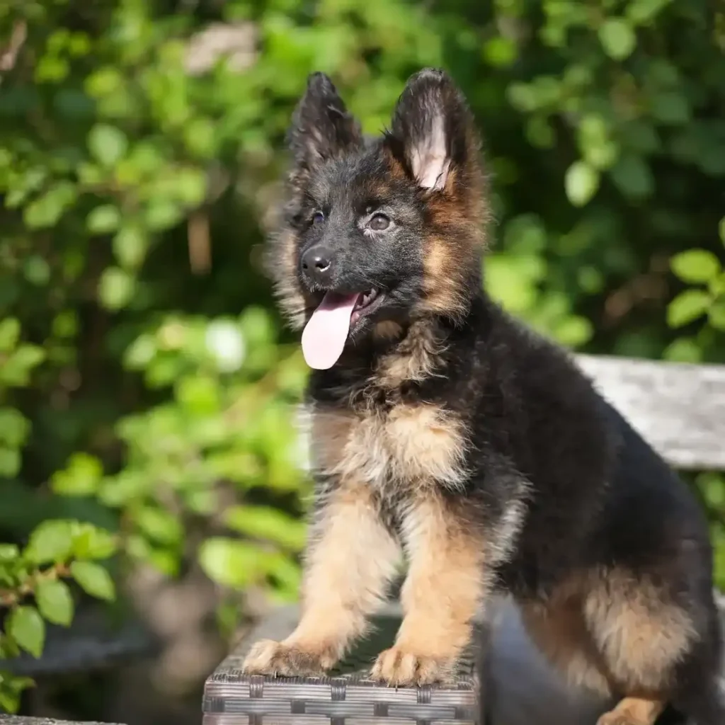 Hasba RTK9 Team ( Female ) Black and Red Long Coat German Shepherd Puppy gallery image 02 by Royal Tribes K9