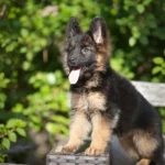 Hasba RTK9 Team ( Female ) Black and Red Long Coat German Shepherd Puppy gallery image 02 by Royal Tribes K9