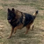 V-Rocky German Shepherd sire gallery image 02 for Royal Tribes K9 pedigree content