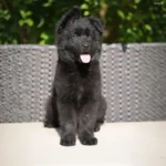 Helga RTK9 Team ( Female ) Full Black Long Coat German Shepherd Puppy coat detail photo 03 by Royal Tribes K9