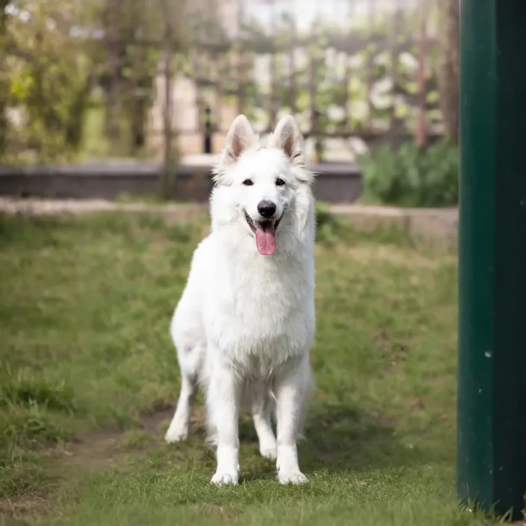 ZIRA Divine White House FCI German Shepherd dam clean website photo 06 for Royal Tribes K9 pedigree content