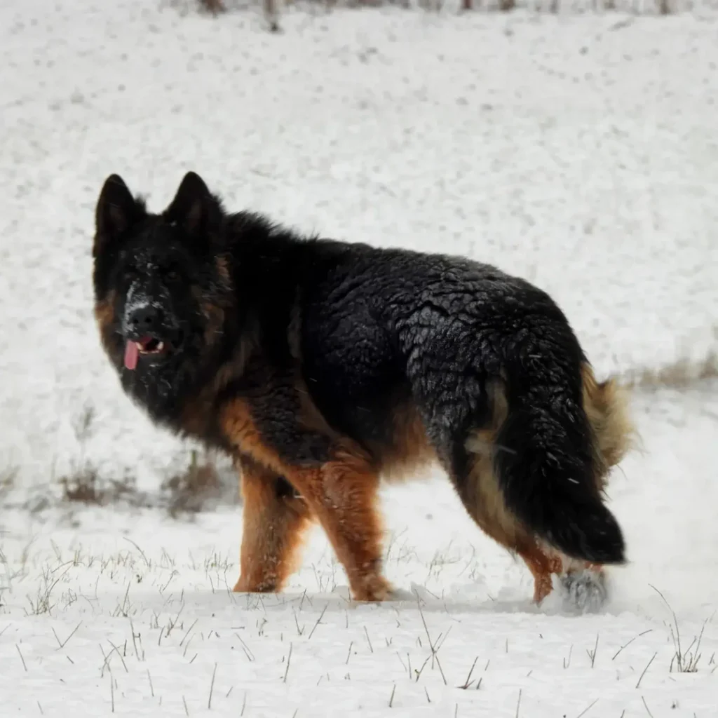 German Shepherd puppies for sale in Woodside - Kenzo German Shepherd sire gallery image 02 for Royal Tribes K9 pedigree