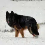 Kenzo German Shepherd sire gallery image 02 for Royal Tribes K9 pedigree content