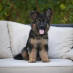 Icarus RTK9 Team ( Male) Black and Red Long Coat German Shepherd Puppy profile photo 01 by Royal Tribes K9