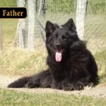 Pesto Sonar German Shepherd sire gallery image 02 for Royal Tribes K9 pedigree content